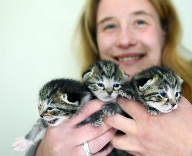 Kitten fosterer Jess Cripps says getting cats of her own gave her the impetus to start looking after Jack (left), Sally (centre) and Betty. Photo: Stephen Jaquiery