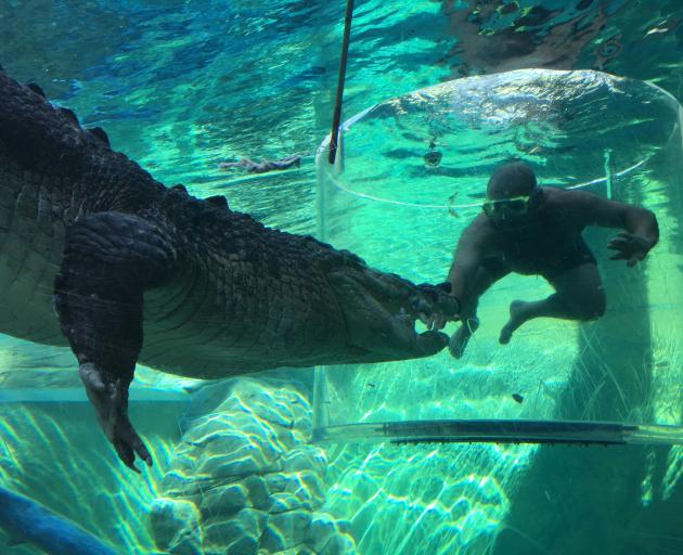Nuno Vilela, of Alexandra, meets a croc through a perspex screen at Crocosaurus Cove, in Darwin....