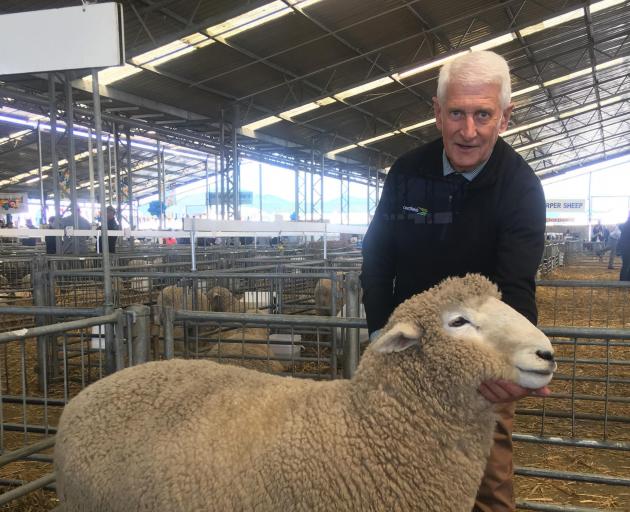Carrfields stud stock agent Roger Keach admires a Romney ram entered in this year’s New Zealand...