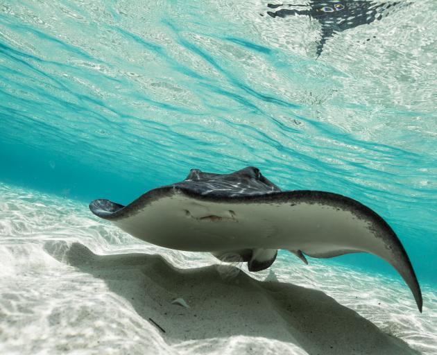 Deaths from stingray attacks remain extremely rare. Photo: Getty Images 