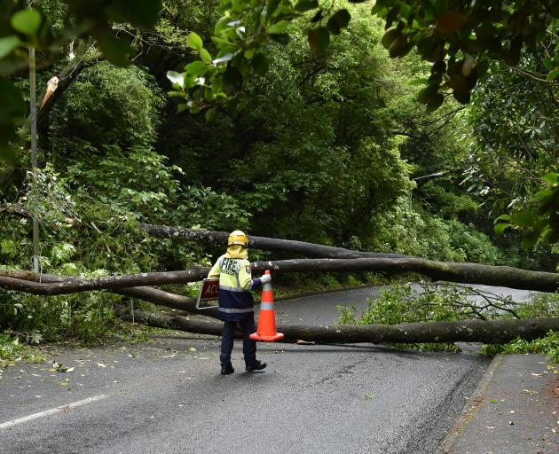 Fire and Emergency New Zealand personnel deal with a downed tree on Maori Rd, Dunedin. Photo: Gregor Richardson