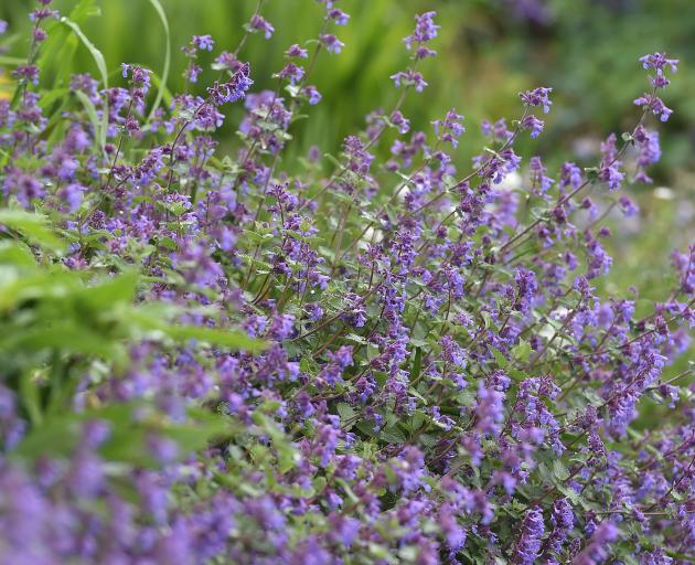 The darker blue flowering Nepeta racemosa ‘Superba’ at Dunedin Botanic Garden. Photo: Peter McIntosh