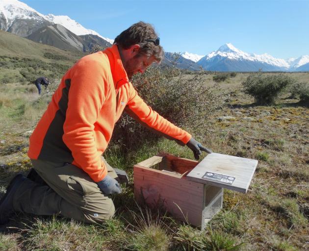 Twizel-based Department of Conservation predator-control ranger Glen Currall inspects a trap near...