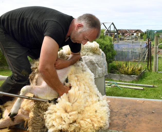 Aaron Robinson works from his mobile shearing trailer in Shiel Hill, in Dunedin. Photo: Stephen Jaqueiry