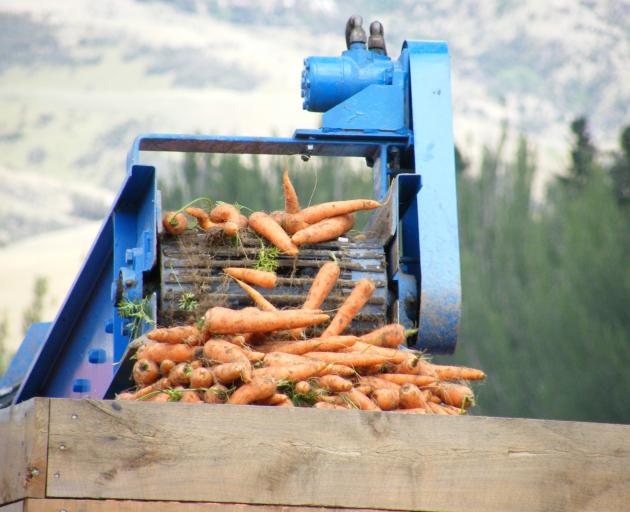 Pypers Produce Ltd has produced a good crop of carrots at its Ettrick trial site. Photo: Otago Images