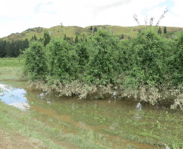 Melrose Orchard, which is beside the Benger Burn at Ettrick is flooded during last week's heavy rain. The height of the water can be seen on the trees. Photo: Yvonne O'Hara