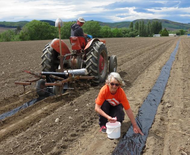 Darryl Peirce, of The Pumpkin Place, near Millers Flat, lays plastic in rows, while Raewyn Officer, of Lake Roxburgh village, plants individual grey pumpkin seeds on the 4.5ha block on Saturday. Photo: Yvonne O'Hara