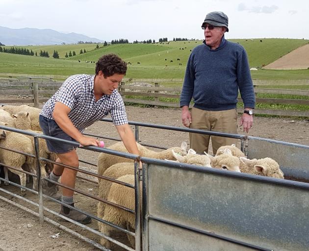 Southdown-cross progeny test lambs being graded by Miles Medlicott at weaning, watched by John...