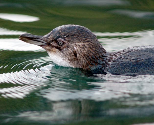 A little blue penguin takes a dip in Otago Harbour. Photo: Stephen Jaquiery
