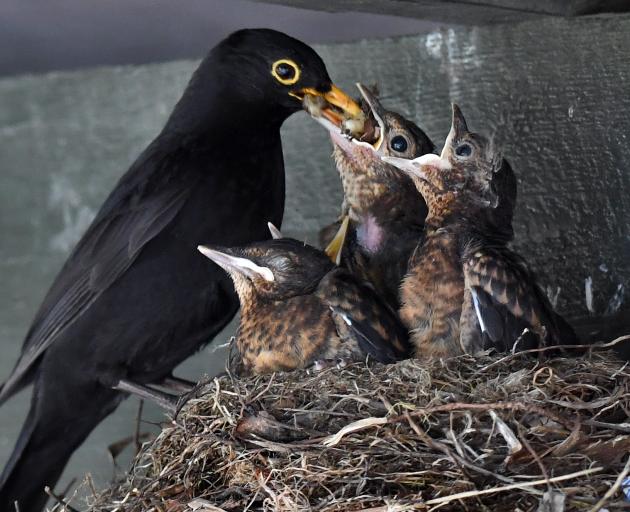 A blackbird feeds its chicks outside the Otago Golf Club pro shop. Photos: Stephen Jaquiery