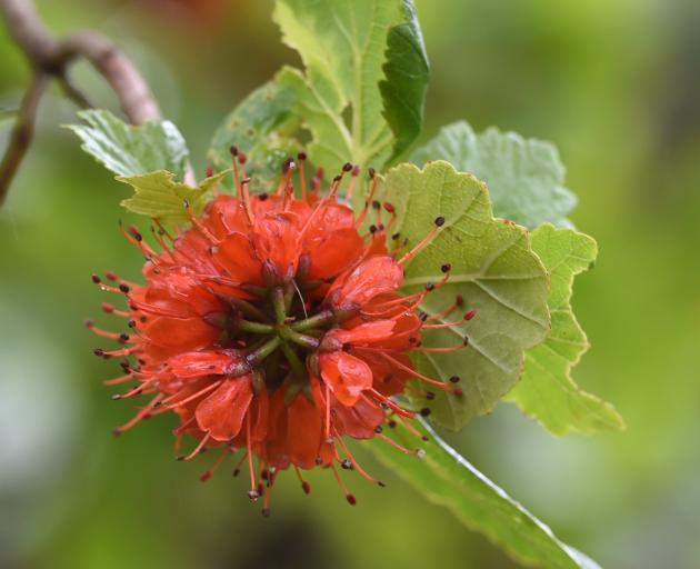 Greyia sutherlandii. Photo: Peter McIntosh 