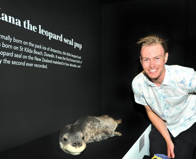 Otago Museum assistant curator natural science Kane Fleury with Kana the taxidermied leopard seal...