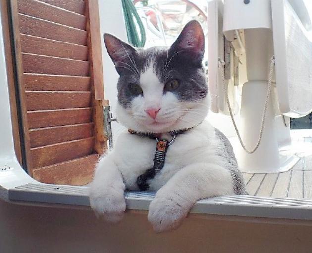 Navy the nautical French cat, pictured before being locked up by the Ministry for Primary Industries. Photo: Supplied