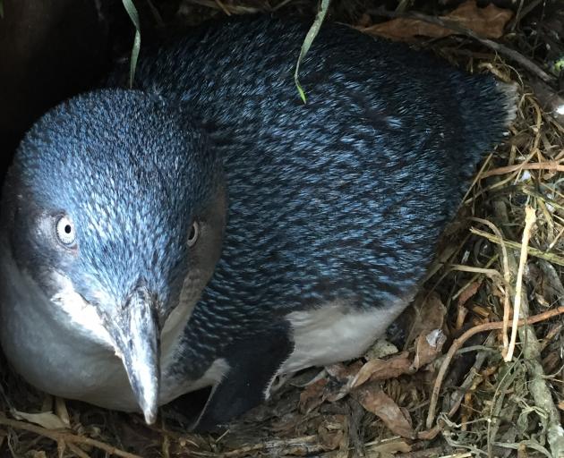It is the second time  being a parent for this penguin at the Oamaru Blue Penguin Colony. Photos:...