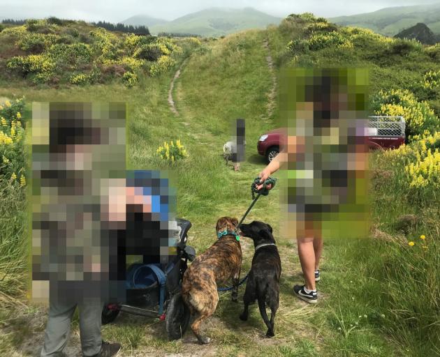 A family is caught walking dogs through the Okia Reserve, which is a yellow-eyed penguin sanctuary. Photo: Supplied