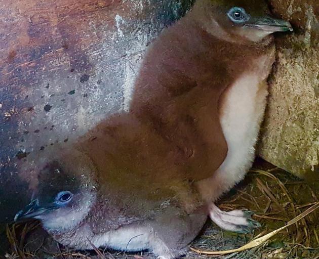Two little blue penguin chicks relax in their box at Pilots Beach. Photo: Supplied