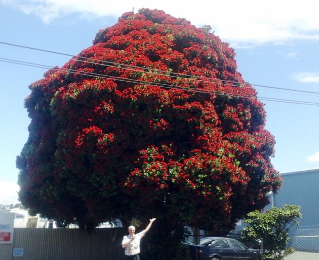 The lovely rounded pohutukawa in Glasgow St, South Dunedin; a glowing island of crimson for a...
