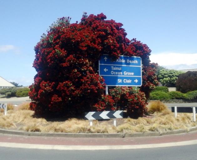The pohutukawa on a traffic island at the entrance of John Wilson Dr. The sign should have been...