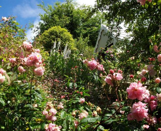 Roses thrive in the Thomas garden, on show on December 4. Photo supplied.