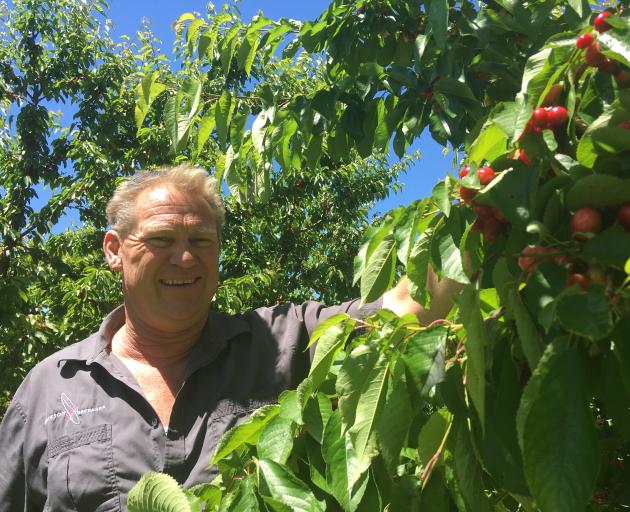 Cherry season par for course Otago Daily Times Online News