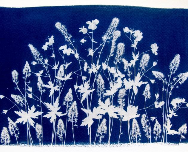 A camera-less cyanotype image from Hope-Cross. Her wildflower series is now leading to some images which focus attention more on native plants and trees which are becoming endangered. Photos: Supplied