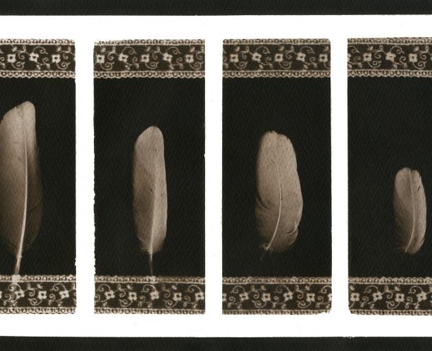 Feathers, a ‘‘camera-less’’ photogenic drawing image, inspired by the ancient hard-bound, gold letter-embossed books in the Lacock Library, from a series called Book Marks.