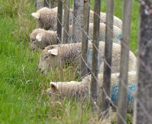 Changes to the British lamb industry as a result of Brexit are expected to impact market supply...