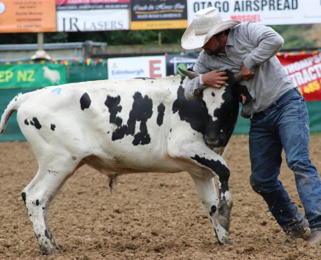 Aaron Church jun, of Turangi, wrestles a steer. He won the steer wrestling event.
