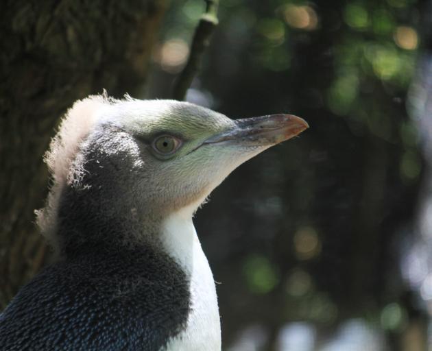 As yellow-eyed penguin chicks at Moeraki approach 90 days old they are almost ready for their first year at sea. Photo: Hamish MacLean