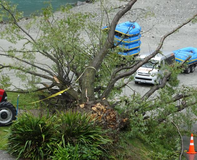 A large willow tree lies where it fell at the Shotover Jet base in Queenstown on Tuesday during high winds. Photo: Tracey Roxburgh