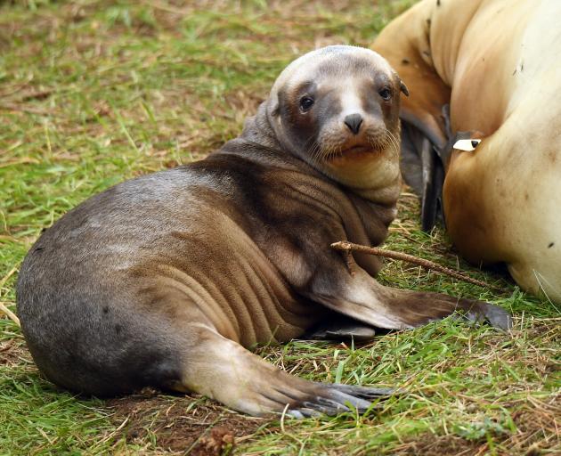 A 3-week-old sea lion wakes up after a long nap next to its mother in an Otago Peninsula forest. Photo: Stephen Jaquiery