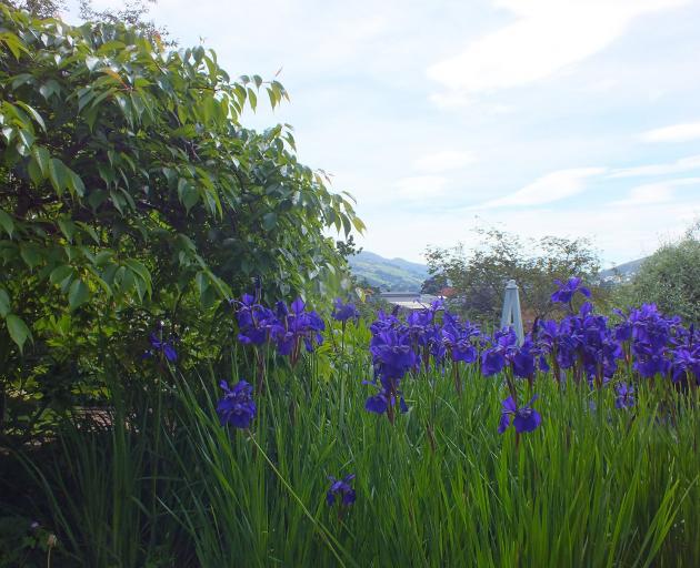 Beyond the garden, Mt Cargill can be seen.