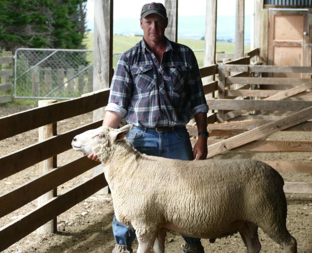 Charollais sheep breeder Matt Ponsonby with one of his two-tooth rams. Photo: Ken Muir