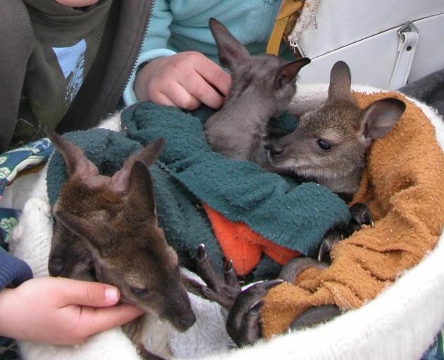 Wallabies are classified as an unwanted organism under the Biosecurity Act 1993 and possession of any live wallaby is an offence. There are exemptions, though, for petting zoos and wildlife parks. Photo: Allied Press Files