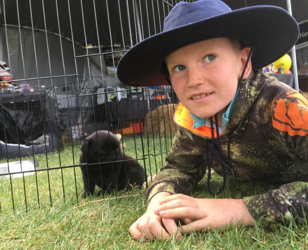 Jordy Cameron (8), of Wanaka, introduces himself to a puppy on display at the Central Otago A&P...