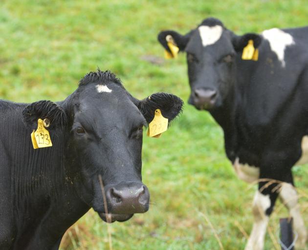 Nitrogen fertilisers have allowed much higher stocking rates than would otherwise be possible....