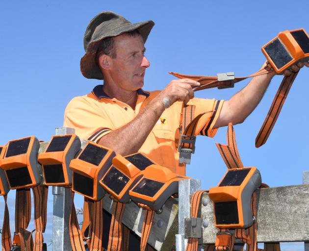 Waipori farm manager Dave Vaughan examines electronic collars.