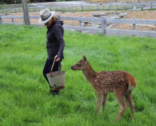 The protein-rich milk is attracting interest from scientists. Photo: Supplied via NZ Herald