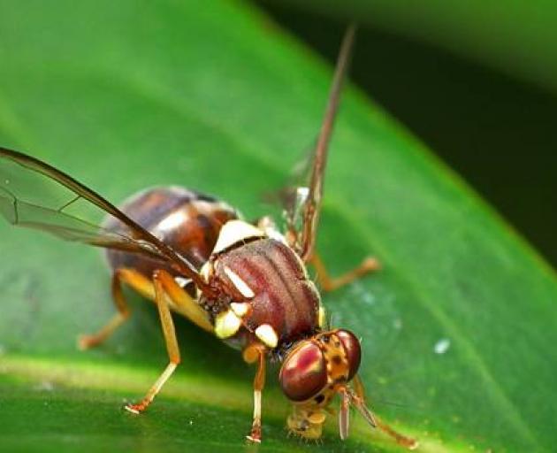 Biosecurity NZ teams are on the hunt for more Queensland fruit flies after one of the destructive...