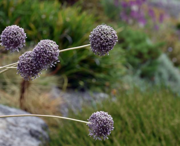 Seedheads can be highly ornamental, such as large Allium balls. Often as beautiful as the flower,...