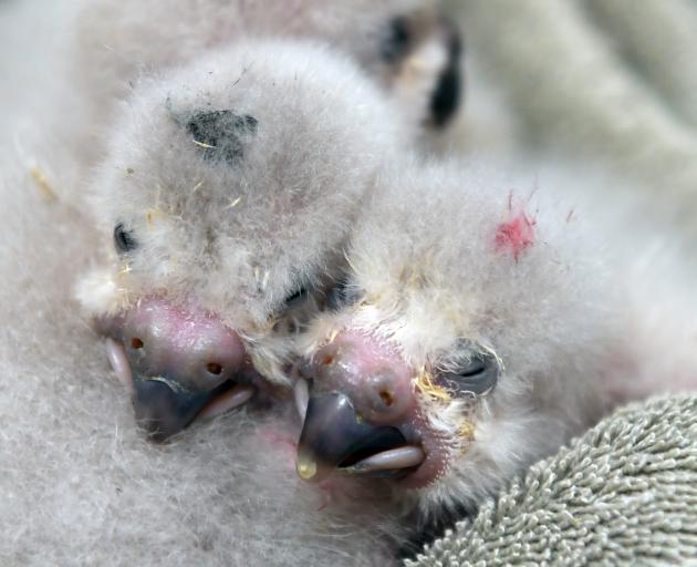  Two kakapo chicks snooze at the hospital. PHOTOS: STEPHEN JAQUIERY
