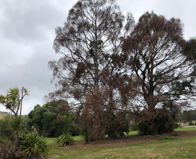 NZTA said today the established eucalyptus trees had died in the Kinmont road reserve area. Photo: NZTA