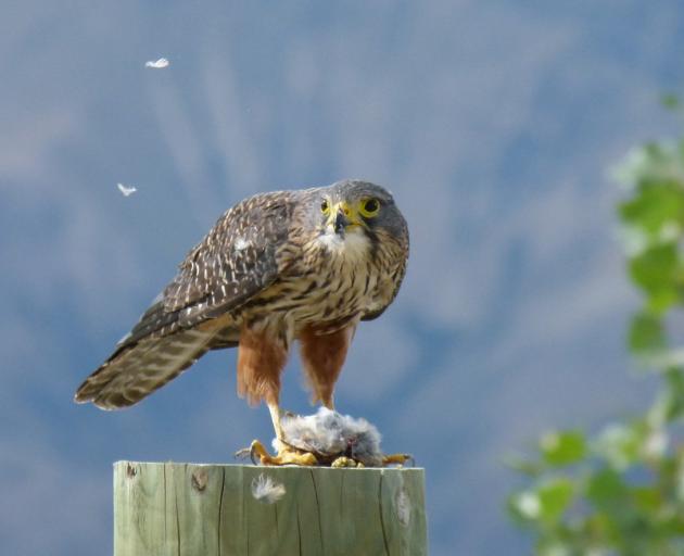 A New Zealand falcon rests on a fence post after swooping on a sparrow. Photo: DONNA FALCONER