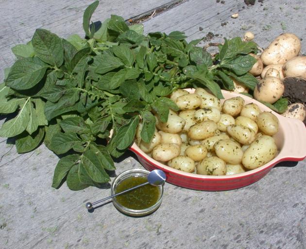 Appreciating new spuds is one of the joys of life, Peter Lyons says. Photo: ODT files