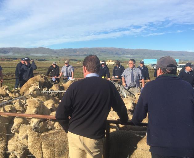 Buyers inspect lambs at the Maniototo last muster lamb sale held last week. Photo: Supplied