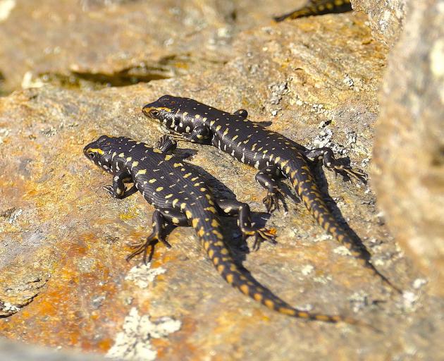 Skinks flatten themselves on the rocks to maximise heat transfer.