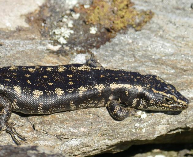 Skinks Thriving In Ecosanctuary Otago Daily Times Online News