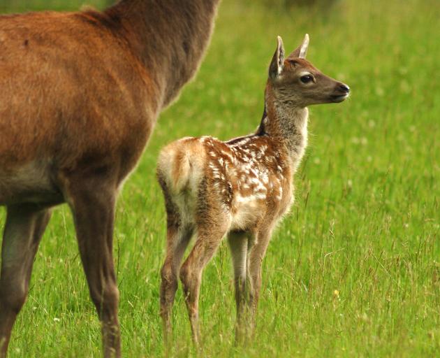 A dramatic increase in hind productivity has been reflected in recent agricultural statistics. Photo: Stephen Jaquiery