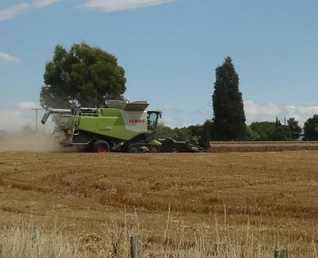 A harvester in action just south of Timaru. Photo: Chris Tobin