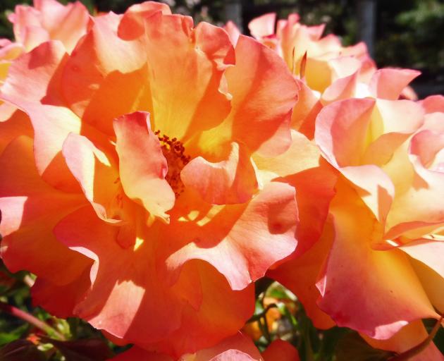 "Wildcat" is a very tall and eye-catching rose. Photo: Supplied 